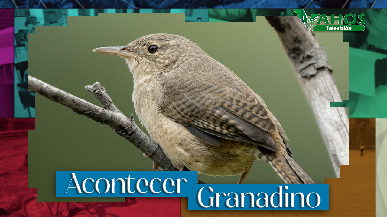 Imagen avistamiento de aves granada